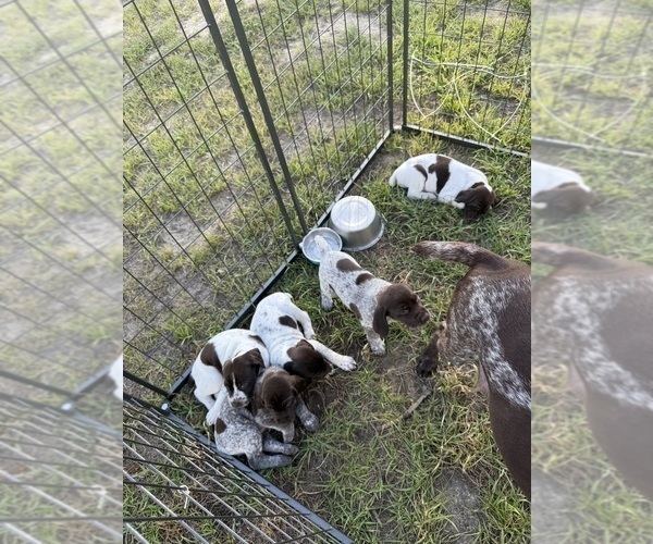Medium Photo #17 German Shorthaired Pointer Puppy For Sale in CAMDEN, SC, USA