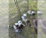 Small #16 German Shorthaired Pointer