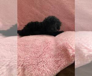 Bernedoodle (Miniature) Puppy for sale in ALPHA, KY, USA
