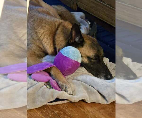 Medium Photo #6 Mutt Puppy For Sale in Imlay City, MI, USA