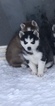 Small Photo #6 Siberian Husky Puppy For Sale in THORNTON, CO, USA