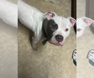 Mother of the American Bully-Pit puppies born on 11/08/2025