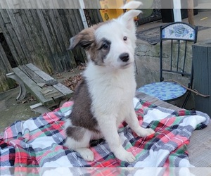 Border Collie Puppy for sale in PHILA, PA, USA