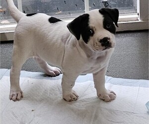 American Staffordshire Terrier Puppy for sale in AKRON, OH, USA