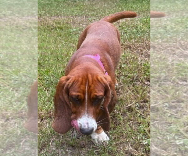 Medium Photo #3 Basset Hound Puppy For Sale in Deepwater, NJ, USA