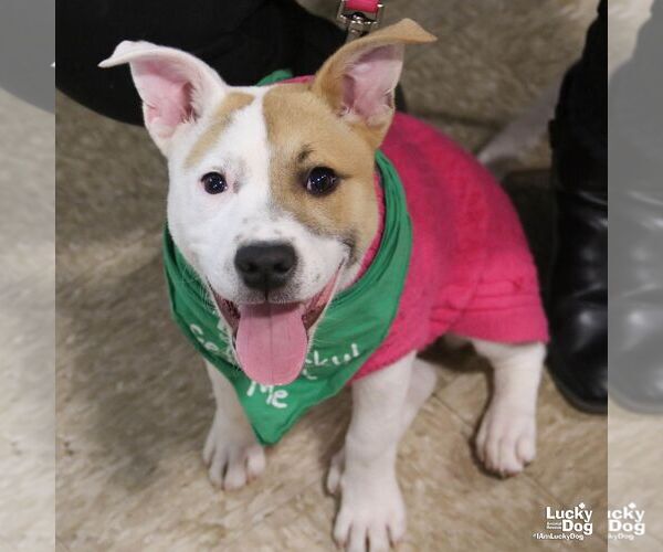 Medium Photo #9 Retriever -Unknown Mix Puppy For Sale in Washington, DC, USA