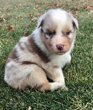 Medium Photo #8 Australian Shepherd Puppy For Sale in ROBERTS, IL, USA
