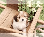 Small #5 Cavapoo