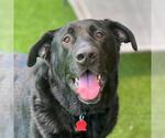 Small Labrador Retriever Mix