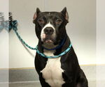 Small #1 American Pit Bull Terrier