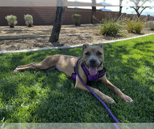 Medium Photo #2 American Pit Bull Terrier-Unknown Mix Puppy For Sale in Las Vegas, NV, USA