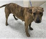 Small American Pit Bull Terrier Mix