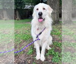 Small #6 Great Pyrenees