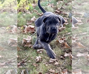Cane Corso Puppy for sale in NEWTON, NJ, USA