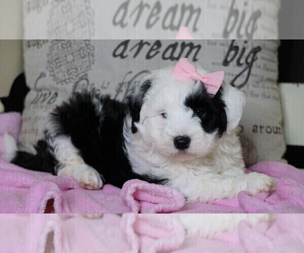 Medium Photo #1 Sheltidoodle Puppy For Sale in FREDERICKSBG, OH, USA