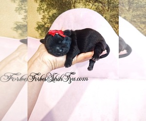 Shih Tzu Puppy for sale in OCALA, FL, USA