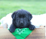 Puppy Dover Labrador Retriever