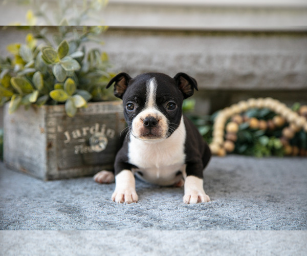 Medium Photo #20 Boston Terrier Puppy For Sale in NAPPANEE, IN, USA