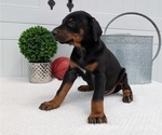 Small #8 Doberman Pinscher