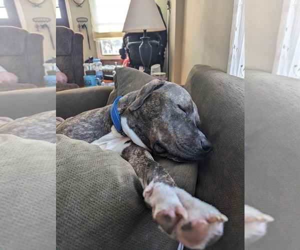 Medium Photo #45 American Pit Bull Terrier-Mountain Cur Mix Puppy For Sale in Rockaway, NJ, USA