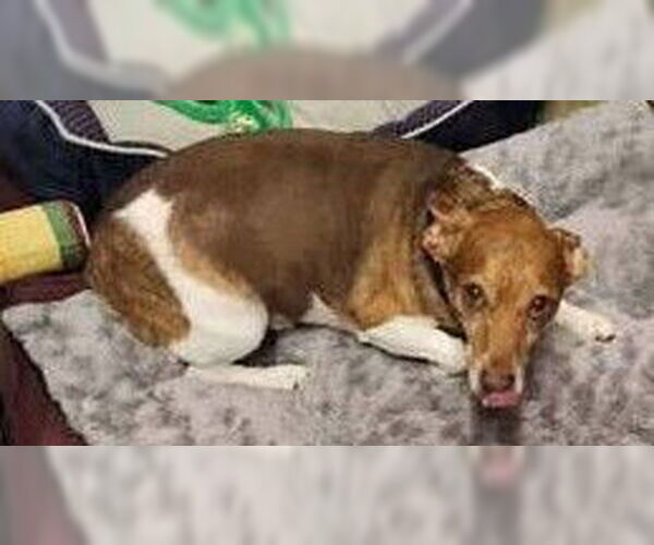 Medium Photo #3 Rat Terrier-Unknown Mix Puppy For Sale in garner, NC, USA