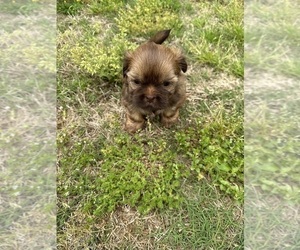 Shih Tzu Puppy for sale in JACKSONVILLE, AL, USA