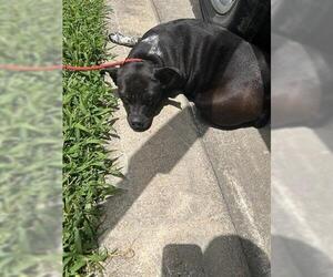 American Pit Bull Terrier-Unknown Mix Dogs for adoption in Houston, TX, USA
