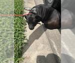 Small American Pit Bull Terrier Mix