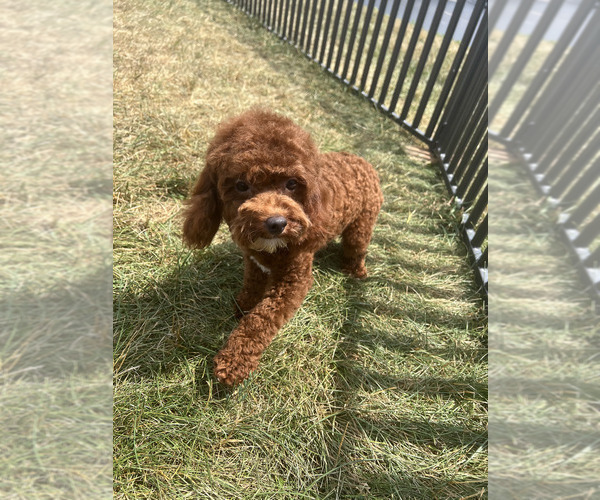 Medium Photo #9 Poodle (Miniature) Puppy For Sale in WARSAW, IN, USA