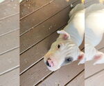 Small #4 Chinese Shar-Pei Mix