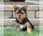 Small Yorkshire Terrier