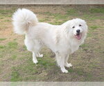 Small #10 Chow Chow-Great Pyrenees Mix