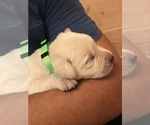 Small Photo #56 Labrador Retriever Puppy For Sale in ESCONDIDO, CA, USA