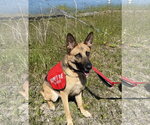 Small #9 German Shepherd Dog