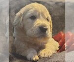 Puppy Pink girl small Golden Retriever