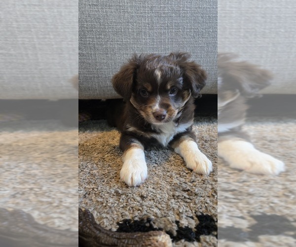 Medium Photo #1 Miniature Australian Shepherd Puppy For Sale in MOUNT JULIET, TN, USA