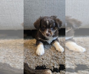 Medium Miniature Australian Shepherd