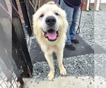Small #1 Great Pyrenees Mix