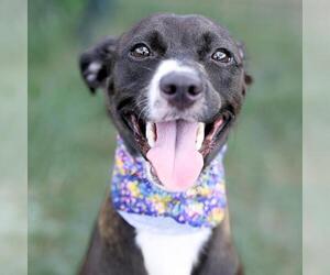 Labrador Retriever-Unknown Mix Dogs for adoption in San Antonio, TX, USA