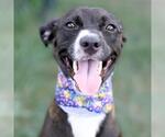 Small Labrador Retriever Mix
