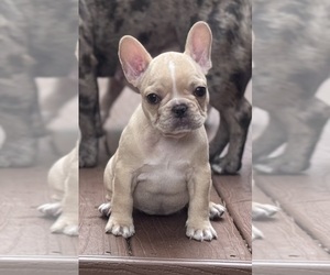 French Bulldog Puppy for sale in MATTHEWS, NC, USA
