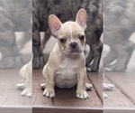 Small French Bulldog