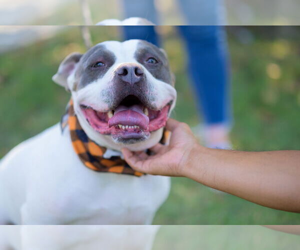 Medium Photo #4 Bulldog-Unknown Mix Puppy For Sale in Perth Amboy, NJ, USA