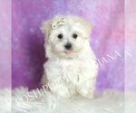 Small Photo #26 Maltese Puppy For Sale in WARSAW, IN, USA