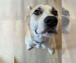 Small #11 Labrador Retriever Mix