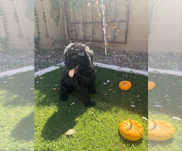 Medium Photo #1 Goldendoodle Puppy For Sale in MESA, AZ, USA