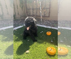 Goldendoodle Puppy for sale in MESA, AZ, USA