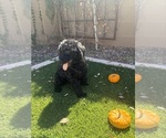 Roblox - Male Goldendoodle Puppy for Sale - Small photo