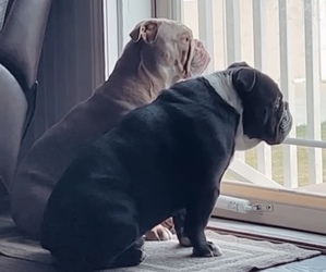 Father of the Olde English Bulldogge puppies born on 08/17/2022