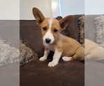 Small Photo #57 Pembroke Welsh Corgi Puppy For Sale in SHILOH, OH, USA